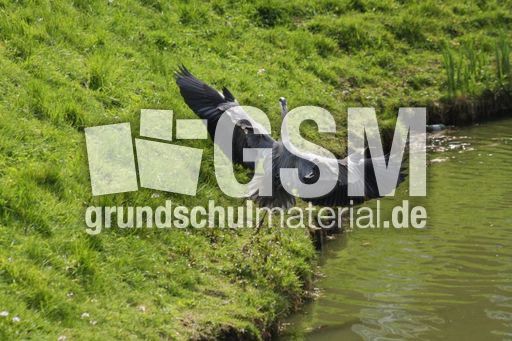 Graureiher-A 189.jpg